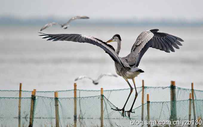 鸟的天堂9鈥斺斘诹核睾５哪信浣牵ㄗ橥迹