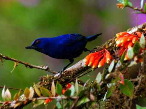 极品红色鸟类：绯红摄蜜鸟
