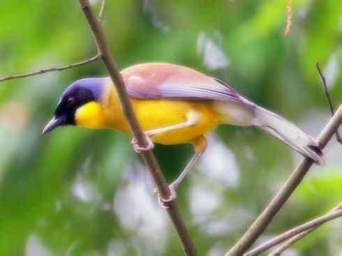 美丽无罪：雀鸟之噪鹛