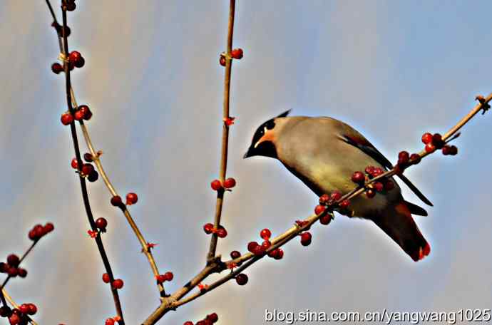 太平鸟（抓拍）2