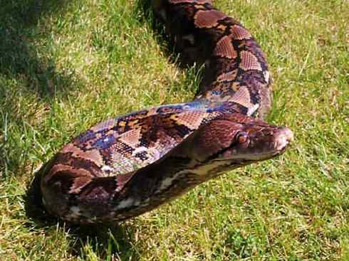 龙：传说的兽原型探秘（蟒蛇类）