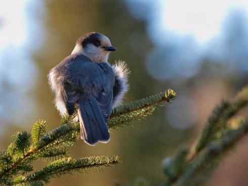 雀鸟也彪悍：赤练仙子（灰喜鹊）