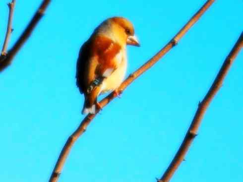 家禽驯化之源之二十二