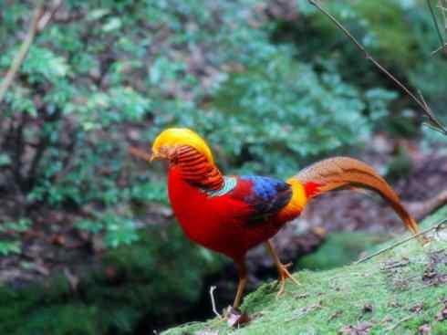 家禽驯化之源之八（白鹇、锦鸡、野鸡）