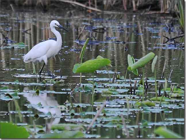  点击图片或使用键盘← →翻页