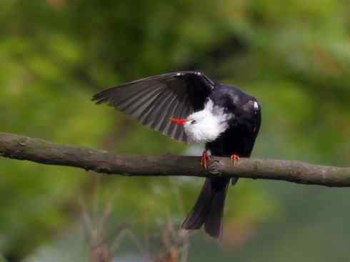 白头鸟系列：另类的美丽