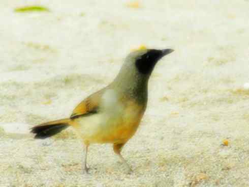 家禽驯化之源之十六