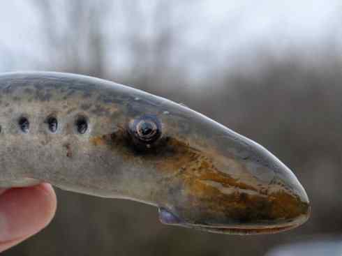 鱼类活化石：背眼七鳃鳗