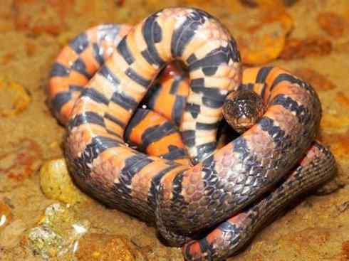 龙：传说的兽原型探秘（水蛇类）