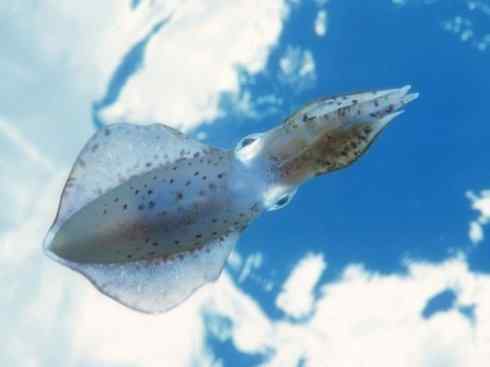 自然奇观：动物大迁徙(乌贼）