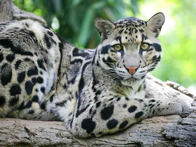 犬科：犬亚科犬属之灰狼