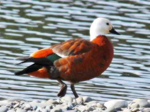 白头鸟系列：另类的美丽（黑胸麻鸭）