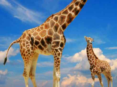 麒麟：传说的兽原型探秘（长颈鹿）