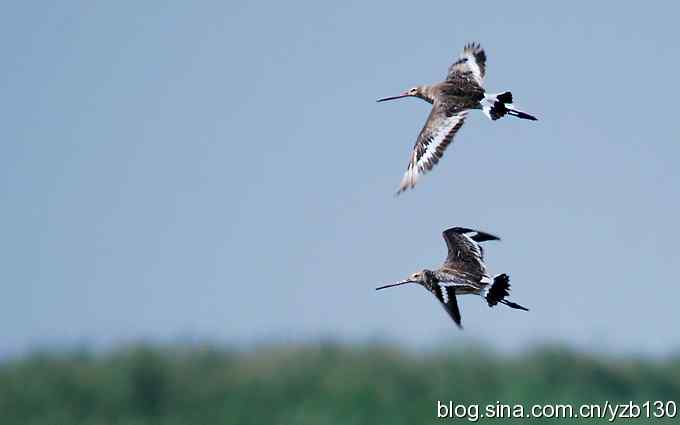 鸟的天堂10鈥斺斘诹核睾５呐浣牵汉旖硼郑浚ㄗ橥迹