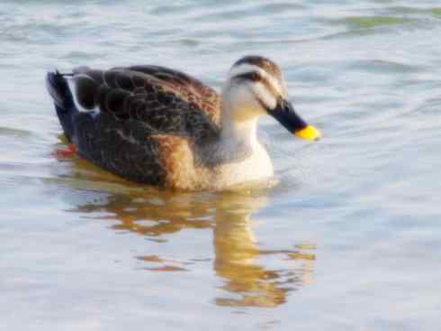 家禽驯化之源之二