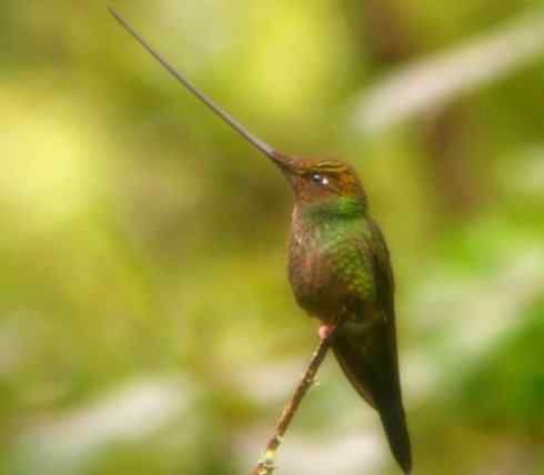 猎奇：奇特的鸟喙之九