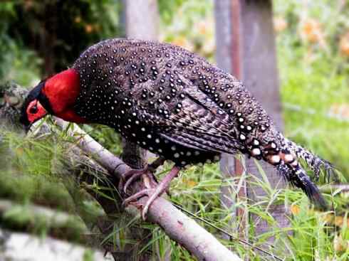 凤凰：传说中的鸟原型探秘（锦鸡）