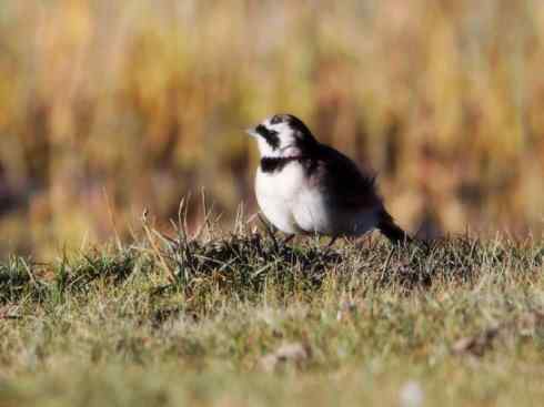 家禽驯化之源之二十八