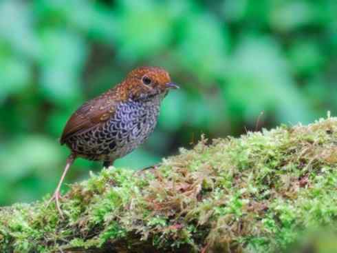 美丽无罪：雀鸟之绿鹛