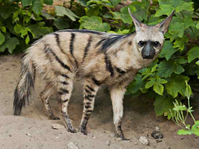 盘点十二大著名食蚁动物：土狼