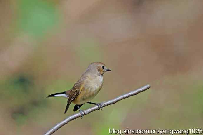 秋天的红喉姬鹟（14）