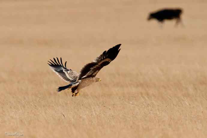 草上飞. wbr草原雕起飞连拍