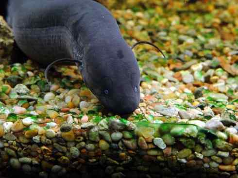 鱼类活化石：美洲肺鱼