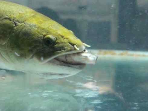 鱼类活化石：弓鳍鱼