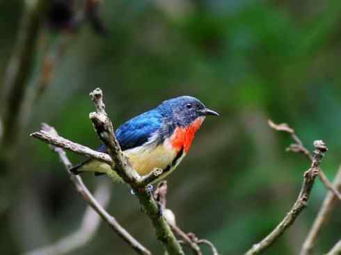 美丽无罪：雀鸟之太阳鸟