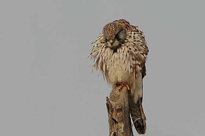 周末约会去（野鸭湖的红隼）