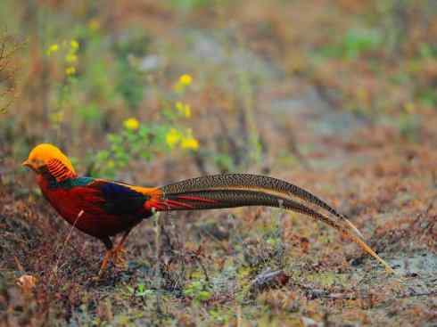 凤凰：传说中的鸟原型探秘（锦鸡）