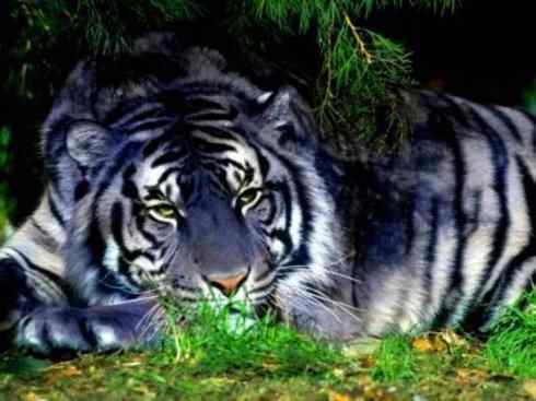 白虎：传说的兽原型探秘（美洲虎）