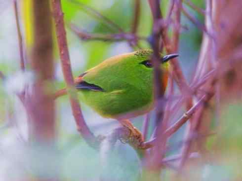 美丽无罪：雀鸟之绿鹛