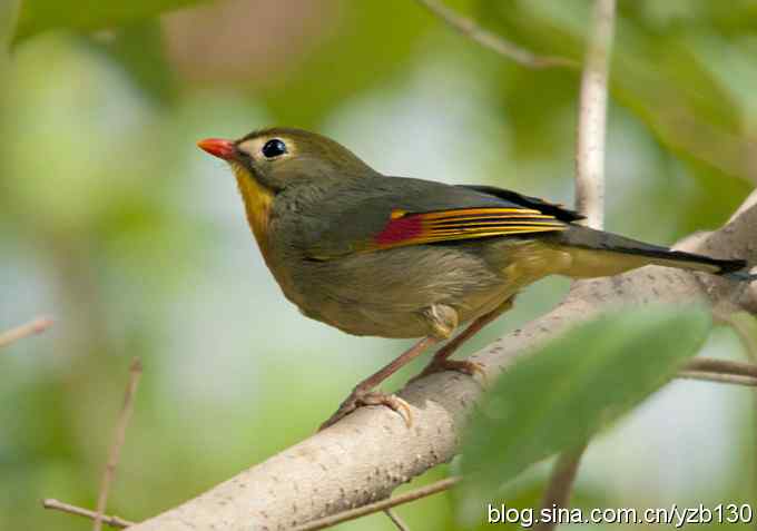 纯野生红嘴相思鸟（组图）