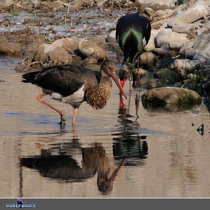 十渡黑鹳 wbr冬之魅力