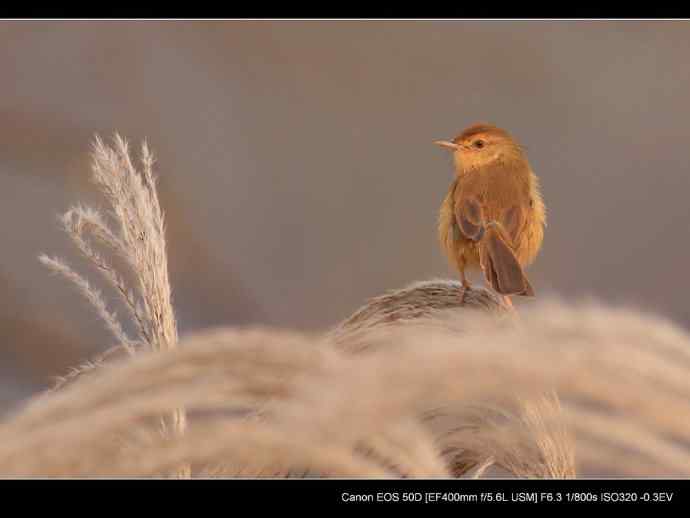 秋日版褐头鹪莺