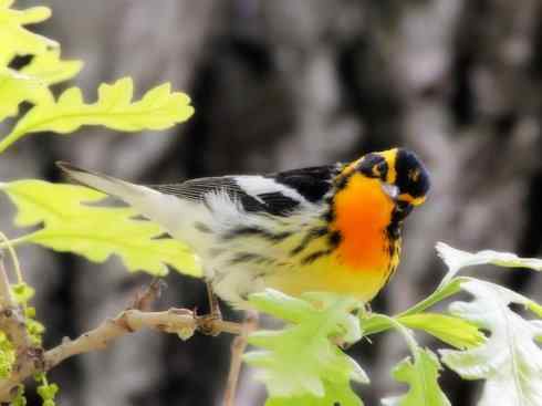 美丽无罪：雀鸟之欣赏