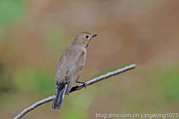 秋天的红喉姬鹟（14）