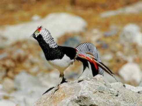 凤凰：传说中的鸟原型探秘（锦鸡）