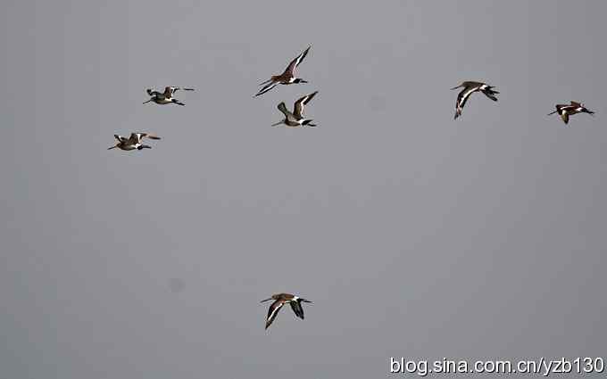 鸟的天堂10鈥斺斘诹核睾５呐浣牵汉旖硼郑浚ㄗ橥迹