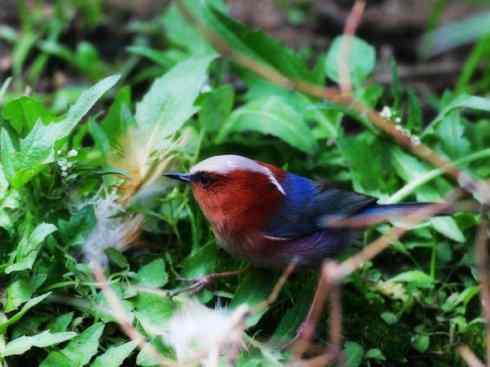 美丽无罪：雀鸟之欣赏