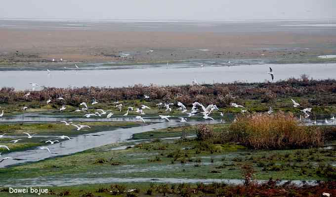 秋季到海滨来看鸟