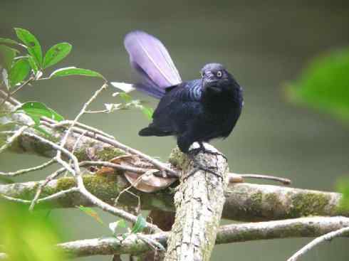 奇特的盔：大犀鹃