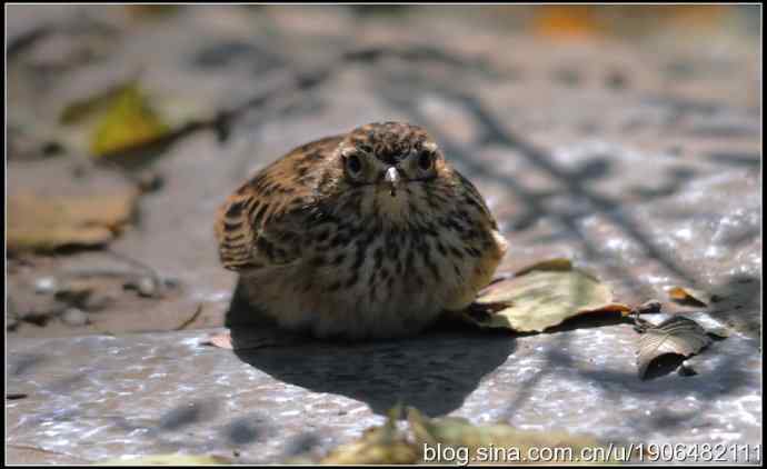 猫---天生的鸟类杀手! 猫---天生的鸟类杀手!