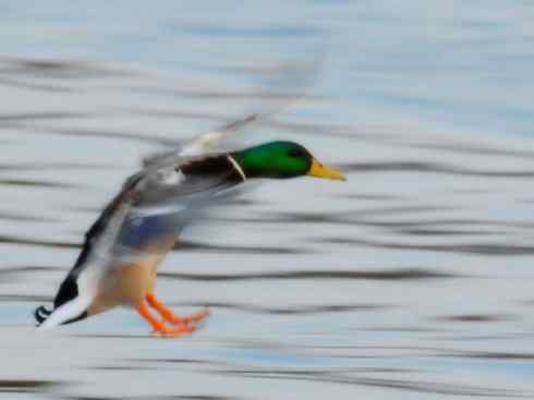 家禽驯化之源之二