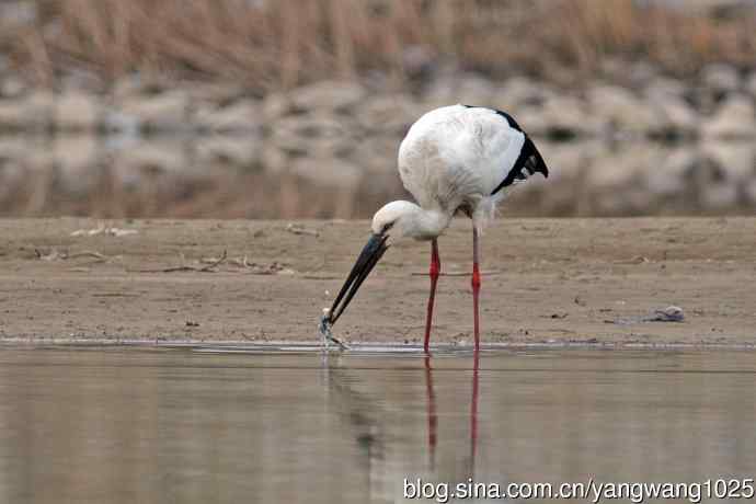 鲜活的鲫鱼,美味的早餐(东方白鹳进食记实) 鲜活的鲫鱼,美味的早餐(东方白鹳进食记实)