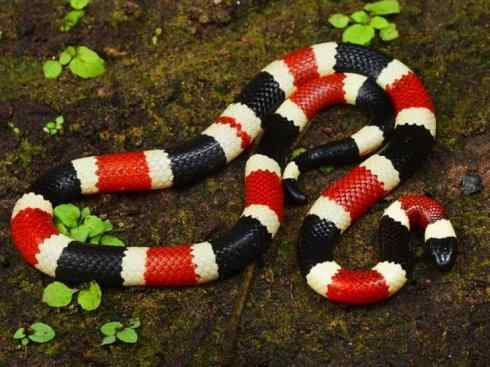 龙：传说的兽原型探秘（环蛇类）