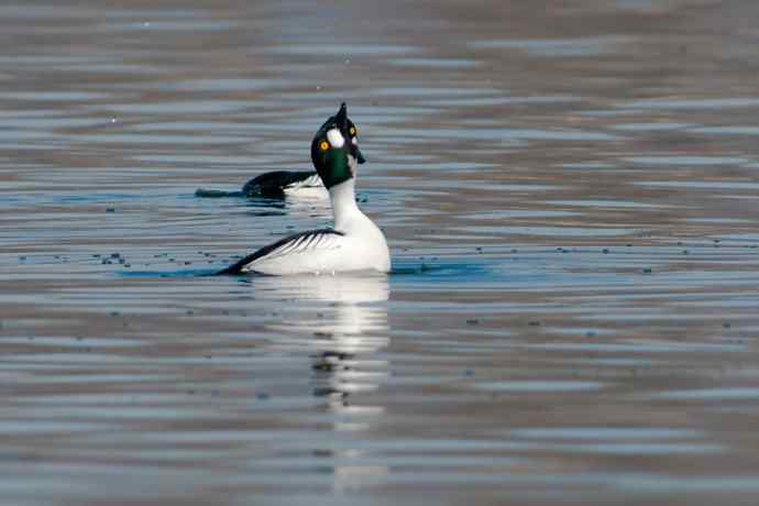 鹊鸭秀芭蕾 wbr倒踢紫金冠☆★