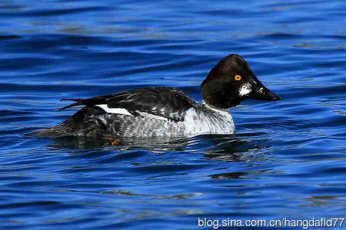 鹊鸭（4）：亚成鸟