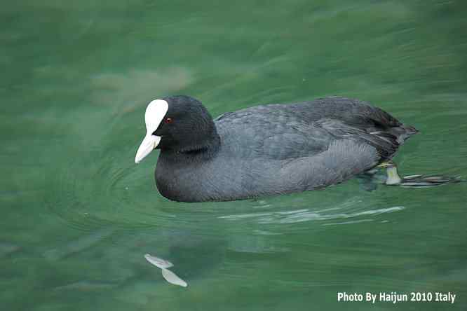 【亚平宁半岛之旅 wbr. wbr角逐白骨顶】